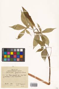 Arisaema japonicum Blume, Siberia, Russian Far East (S6) (Russia)