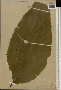 Inula helenium L., Eastern Europe, Belarus (E3a) (Belarus)