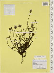 Crepis foetida subsp. rhoeadifolia (M. Bieb.) Celak., Caucasus, Black Sea Shore (from Novorossiysk to Adler) (K3) (Russia)