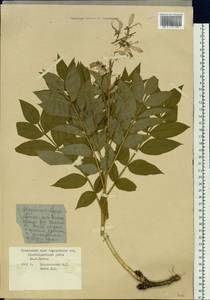 Dictamnus dasycarpus Turcz., Siberia, Russian Far East (S6) (Russia)