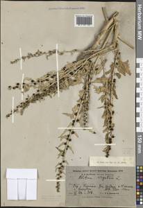 Blitum virgatum subsp. virgatum, Middle Asia, Kopet Dag, Badkhyz, Small & Great Balkhan (M1) (Turkmenistan)