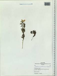 Tanacetum pulchrum (Ledeb.) Sch. Bip., Siberia, Altai & Sayany Mountains (S2) (Russia)