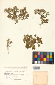 Cochlearia groenlandica L., Siberia, Chukotka & Kamchatka (S7) (Russia)