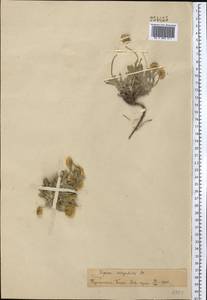 Psychrogeton cabulicus Boiss., Middle Asia, Pamir & Pamiro-Alai (M2)