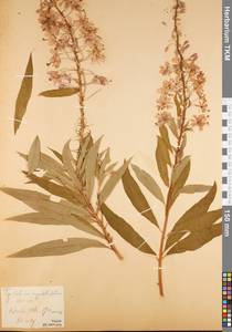 Chamaenerion angustifolium subsp. angustifolium, Eastern Europe, Central region (E4) (Russia)