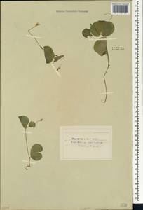 Viola biflora L., Siberia, Baikal & Transbaikal region (S4) (Russia)