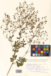 Thalictrum minus subsp. elatum (Jacq.) Stoj. & Stef., Siberia, Russian Far East (S6) (Russia)