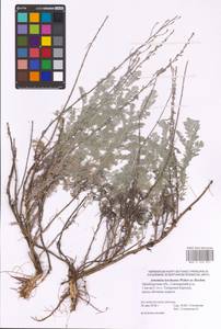 Artemisia lercheana Weber ex Stechm., Eastern Europe, Eastern region (E10) (Russia)