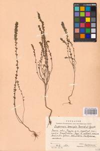 Euphrasia × vernalis List, Eastern Europe, Moscow region (E4a) (Russia)