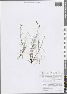 Carex stenophylla Wahlenb., Eastern Europe, Middle Volga region (E8) (Russia)