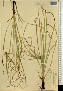 Cyperus mindorensis (Steud.) Huygh, Africa (AFR) (Seychelles)