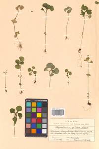 Chrysosplenium pilosum Maxim., Siberia, Russian Far East (S6) (Russia)