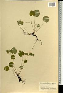 Viola sacchalinensis H. Boissieu, Mongolia (MONG) (Mongolia)