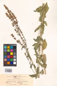 Nepeta nuda subsp. nuda, Eastern Europe, Moscow region (E4a) (Russia)