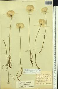 Eriophorum scheuchzeri Hoppe, Siberia, Western Siberia (S1) (Russia)