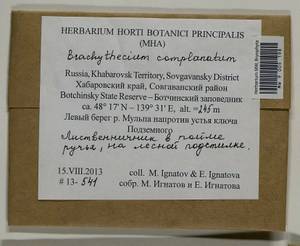 Brachythecium complanatum Broth., Bryophytes, Bryophytes - Russian Far East (excl. Chukotka & Kamchatka) (B20) (Russia)