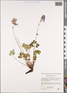 Aquilegia flabellata Siebold & Zucc., Siberia, Russian Far East (S6) (Russia)