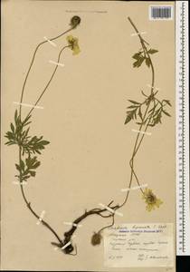 Scabiosa bipinnata C. Koch, Caucasus, Abkhazia (K4a) (Abkhazia)