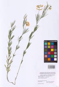 Lathyrus pallescens (M.Bieb.) K.Koch, Eastern Europe, Eastern region (E10) (Russia)