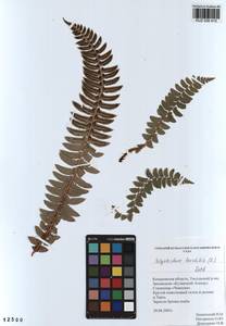 Polystichum lonchitis (L.) Roth, Siberia, Altai & Sayany Mountains (S2) (Russia)