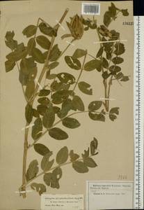 Astragalus glycyphyllos L., Eastern Europe, Moscow region (E4a) (Russia)