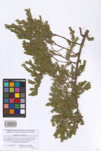 Juniperus communis L., Eastern Europe, Moscow region (E4a) (Russia)