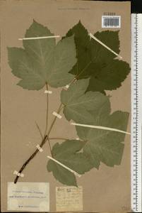 Acer pseudoplatanus L., Eastern Europe, South Ukrainian region (E12) (Ukraine)