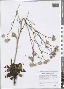 Limonium flexuosum (L.) Chaz., Siberia, Baikal & Transbaikal region (S4) (Russia)