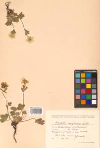 Potentilla fragiformis Willd. ex D. F. K. Schltdl., Siberia, Russian Far East (S6) (Russia)