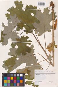 Macleaya cordata (Willd.) R.Br., Eastern Europe, Lithuania (E2a) (Lithuania)