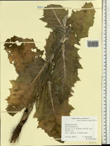 Onopordum acanthium L., Eastern Europe, Central forest-and-steppe region (E6) (Russia)