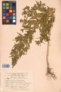 Axyris amaranthoides L., Eastern Europe, Eastern region (E10) (Russia)