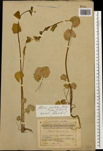 Alliaria petiolata (M. Bieb.) Cavara & Grande, Caucasus, Armenia (K5) (Armenia)