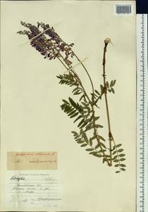 Hedysarum alpinum L., Siberia, Baikal & Transbaikal region (S4) (Russia)