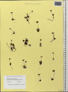 Androsace chamaejasme subsp. lehmanniana (Spreng.) Hultén, Caucasus, Stavropol Krai, Karachay-Cherkessia & Kabardino-Balkaria (K1b) (Russia)