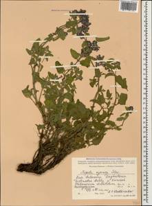 Nepeta cyanea, Caucasus, Dagestan (K2) (Russia)