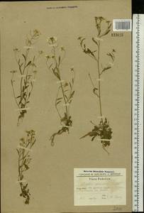 Arabidopsis arenosa subsp. arenosa, Eastern Europe, South Ukrainian region (E12) (Ukraine)