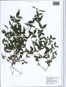 Lathyrus laxiflorus (Desf.)Kuntze, Caucasus, Black Sea Shore (from Novorossiysk to Adler) (K3) (Russia)