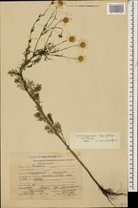 Tripleurospermum tenuifolium (Kit. ex Schult.) Freyn ex Freyn & E. Brandis, Caucasus, Stavropol Krai, Karachay-Cherkessia & Kabardino-Balkaria (K1b) (Russia)