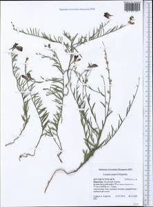 Linaria popovii Kuprian., Middle Asia, Western Tian Shan & Karatau (M3) (Kyrgyzstan)