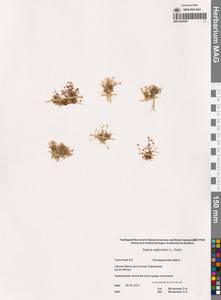 Sagina saginoides (L.) Karst., Siberia, Chukotka & Kamchatka (S7) (Russia)