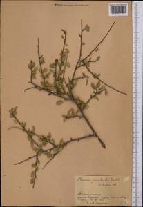 Prunus, Middle Asia, Pamir & Pamiro-Alai (M2) (Tajikistan)