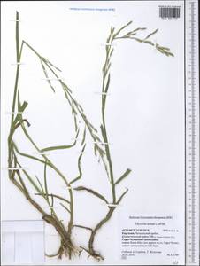 Glyceria notata Chevall., Middle Asia, Western Tian Shan & Karatau (M3) (Kyrgyzstan)