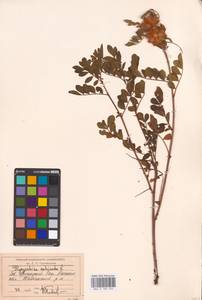 Glycyrrhiza echinata L., Middle Asia, Caspian Ustyurt & Northern Aralia (M8) (Kazakhstan)