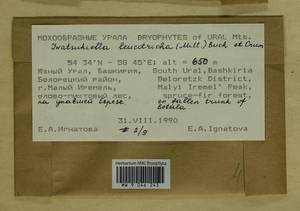 Iwatsukiella leucotricha (Mitt.) W.R. Buck & H.A. Crum, Bryophytes, Bryophytes - South Urals (B14) (Russia)