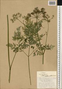 Thysselinum palustre (L.) Hoffm., Eastern Europe, Moscow region (E4a) (Russia)