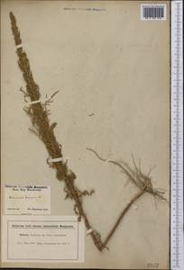 Artemisia biennis Willd., America (AMER) (United States)