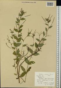 Epilobium roseum subsp. subsessile (Boiss.) P. H. Raven, Eastern Europe, Central region (E4) (Russia)