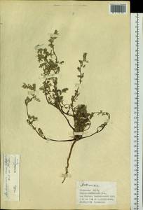 Artemisia anethifolia Weber ex Stechm., Siberia, Altai & Sayany Mountains (S2) (Russia)