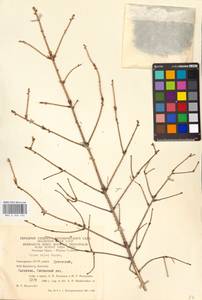 Picea abies (L.) H. Karst., Eastern Europe, Eastern region (E10) (Russia)